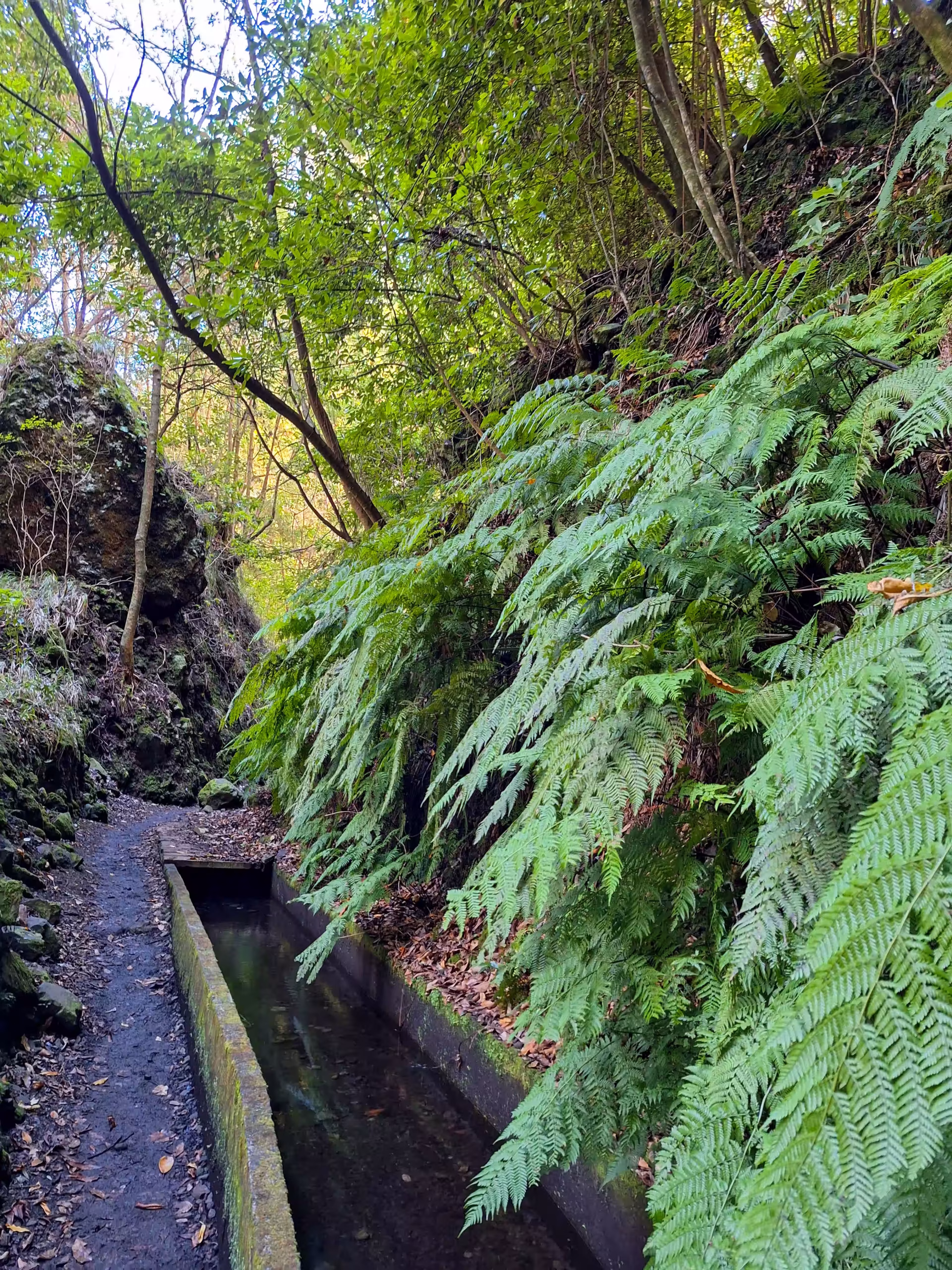 Madeira levada tura